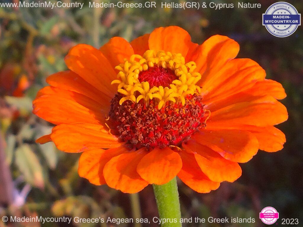 MadeinMycountry-MadeinMycountryGR-MadeinMycountyry-EU-Greece-Cyprus-Hellas-Madein-Greece-and-Cyprus-EU-Europe-nature-Flowers